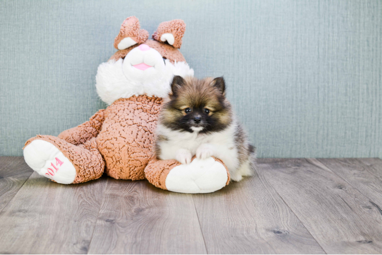 Best Pomeranian Baby