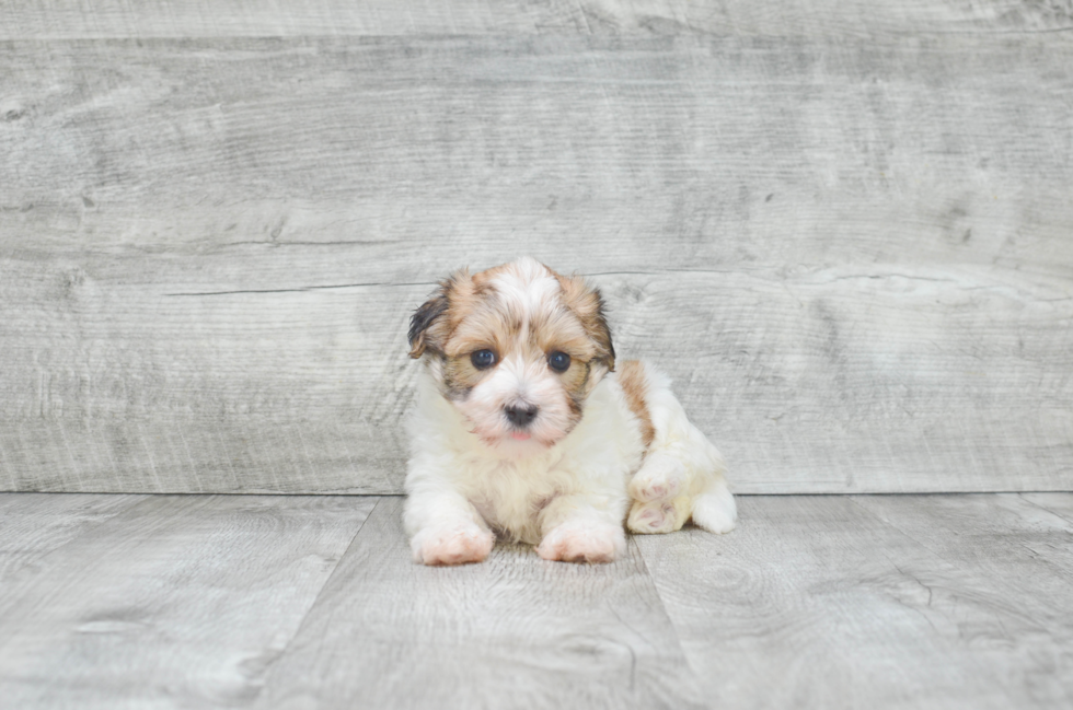 Best Havanese Baby