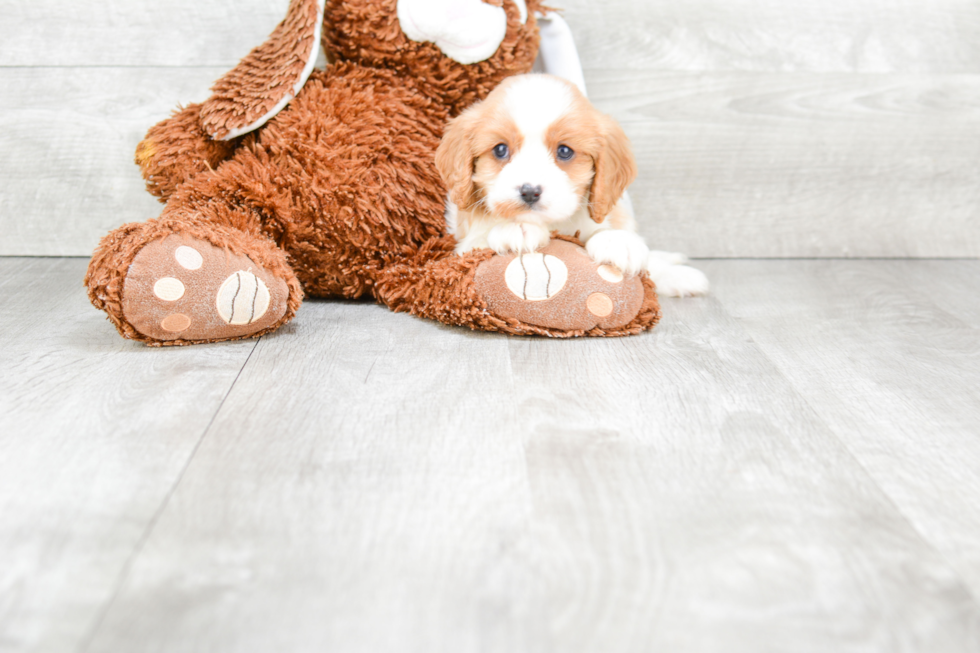 Cavalier King Charles Spaniel Pup Being Cute