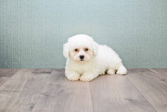 Bichon Frise Pup Being Cute