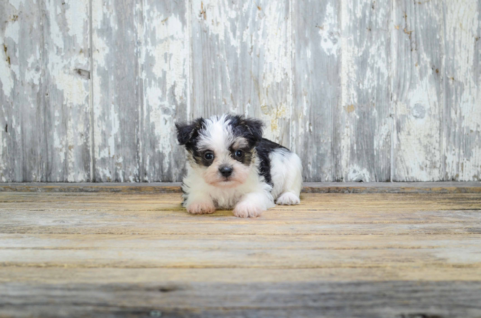 Best Morkie Baby