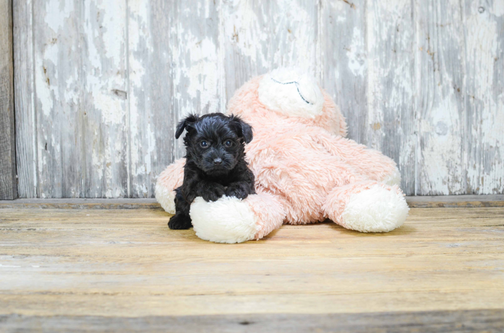 Yorkie Poo Pup Being Cute