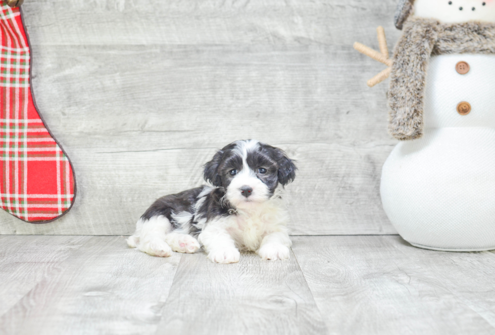 Havanese Pup Being Cute