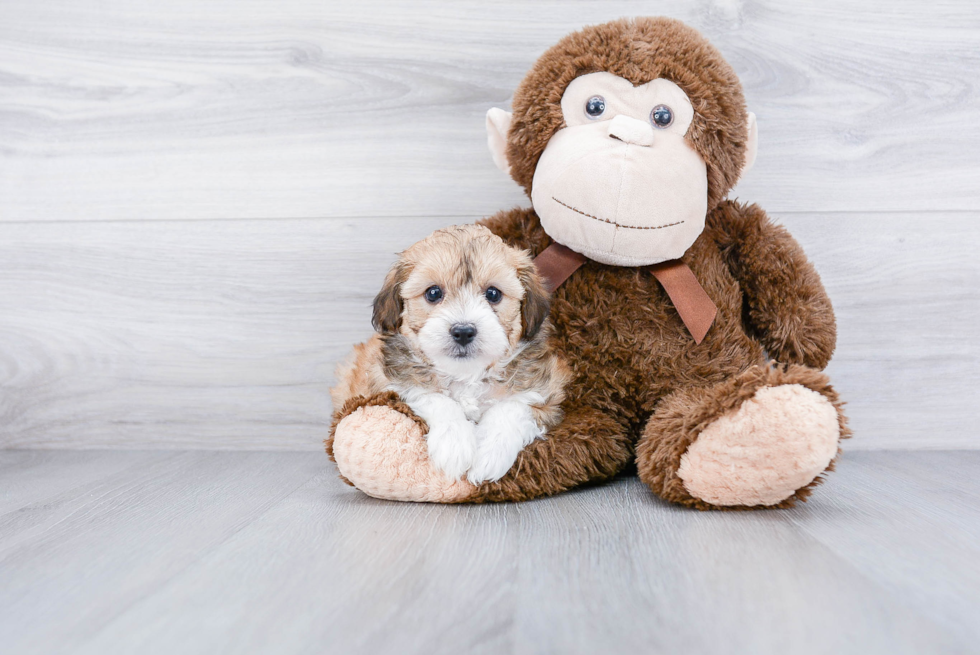 Energetic Aussiepoo Poodle Mix Puppy