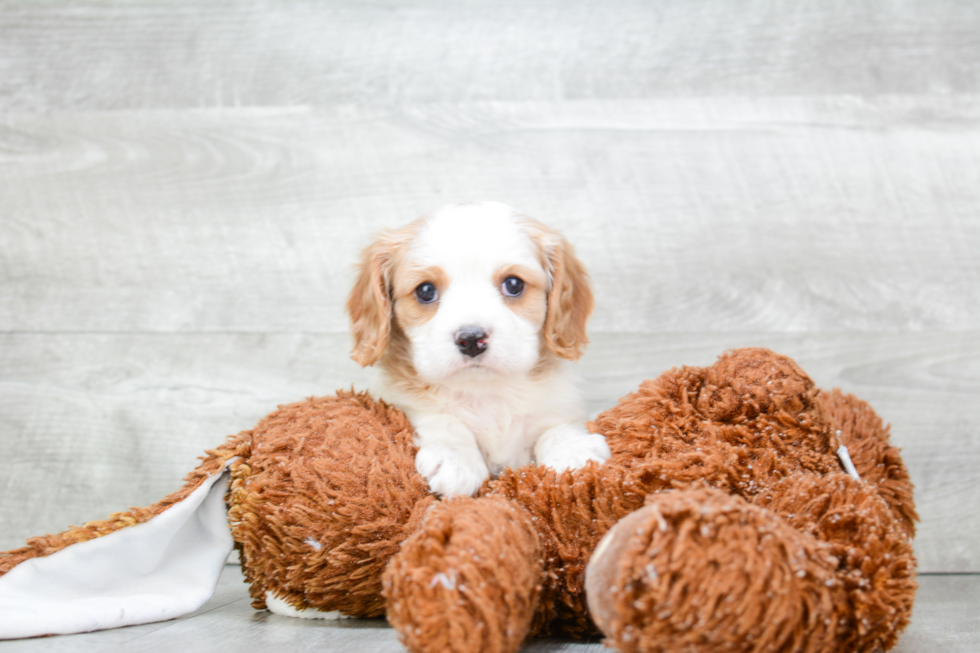 Cavalier King Charles Spaniel Pup Being Cute