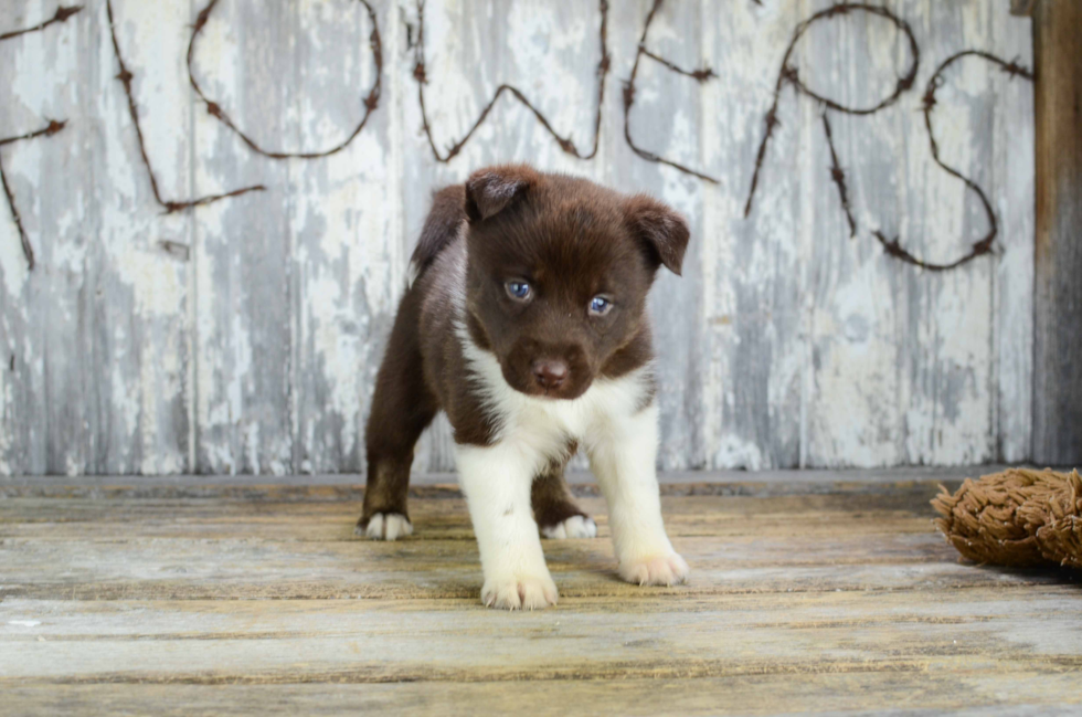 Friendly Pomsky Baby