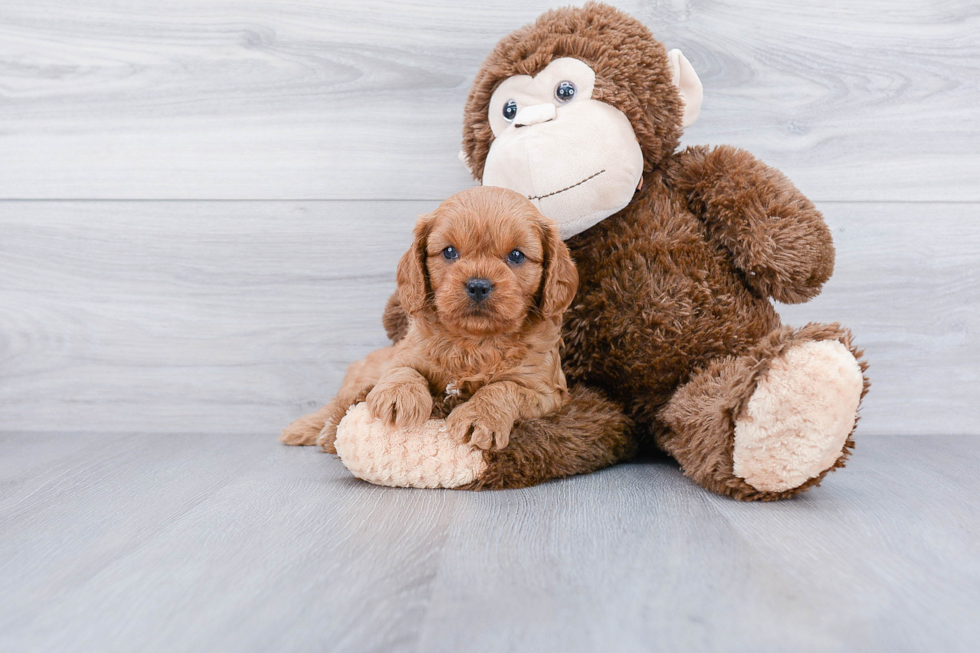 Cavapoo Puppy for Adoption