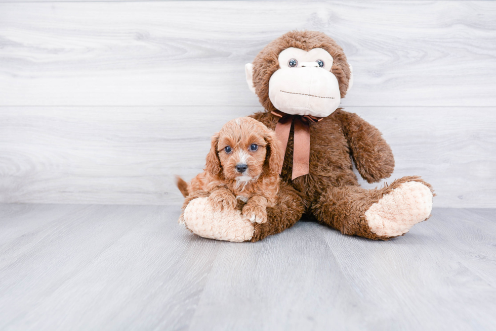 Cavapoo Pup Being Cute