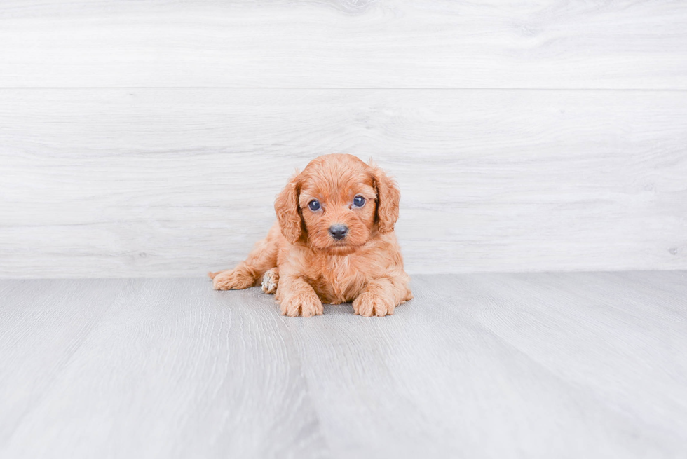 Sweet Cavapoo Baby