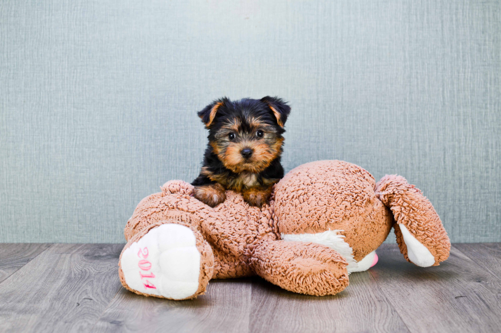 Meet Anthony - our Yorkshire Terrier Puppy Photo 