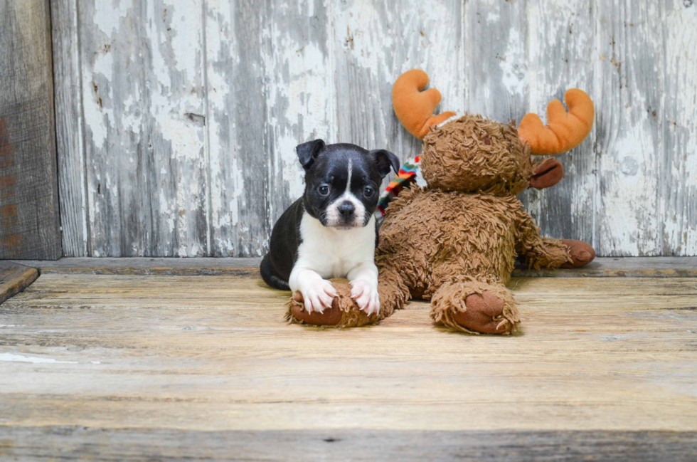 Happy Boston Terrier Purebred Puppy