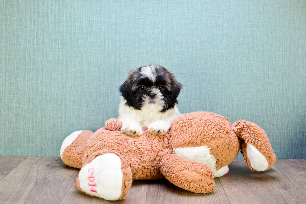 Teddy Bear Pup Being Cute