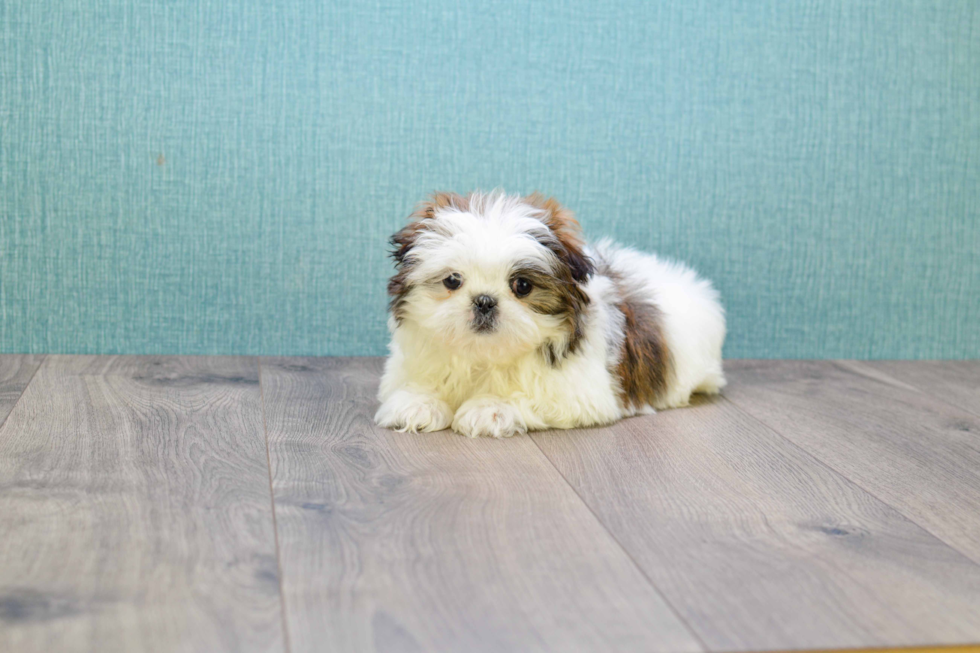 Shih Tzu Puppy for Adoption