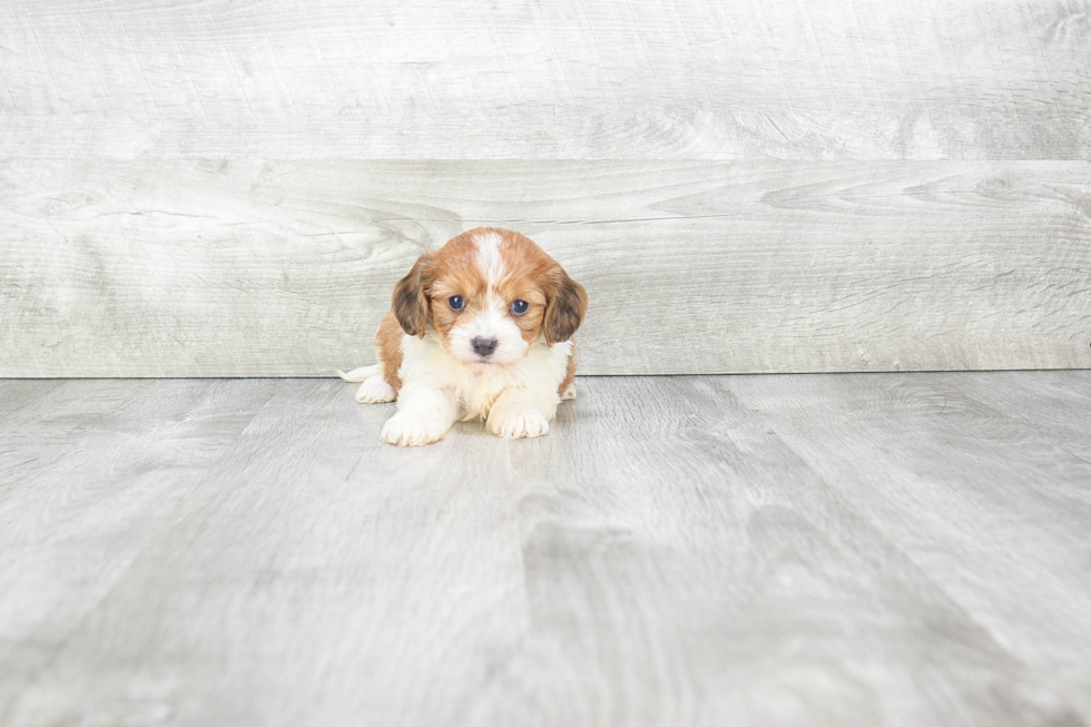 Adorable Cavalier Designer Puppy