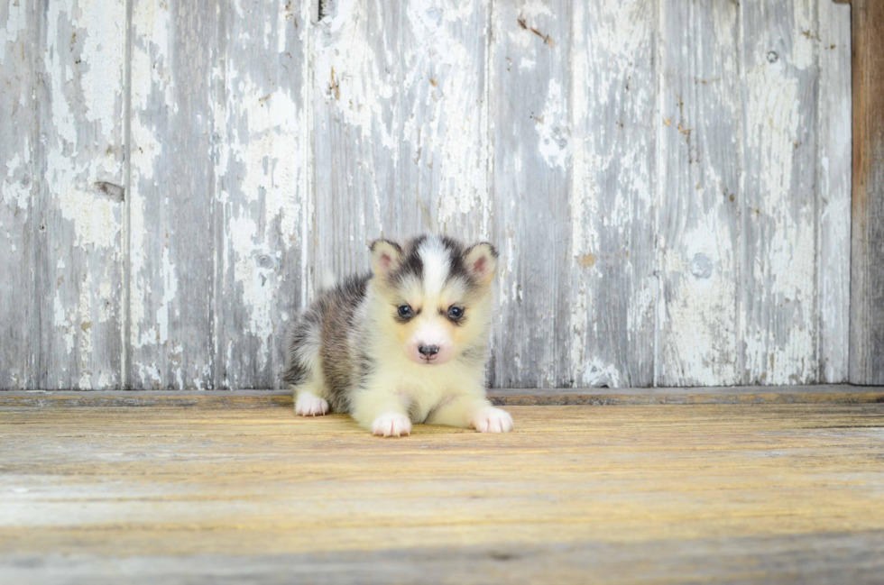 Pomsky Puppy for Adoption