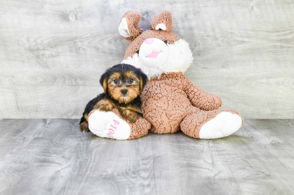 Meet Lori - our Yorkshire Terrier Puppy Photo 