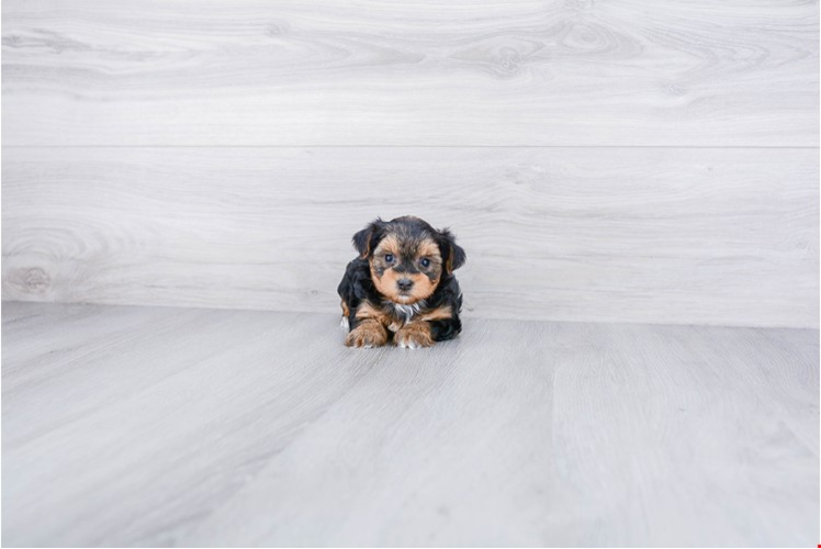 Funny Yorkie Poo Poodle Mix Pup