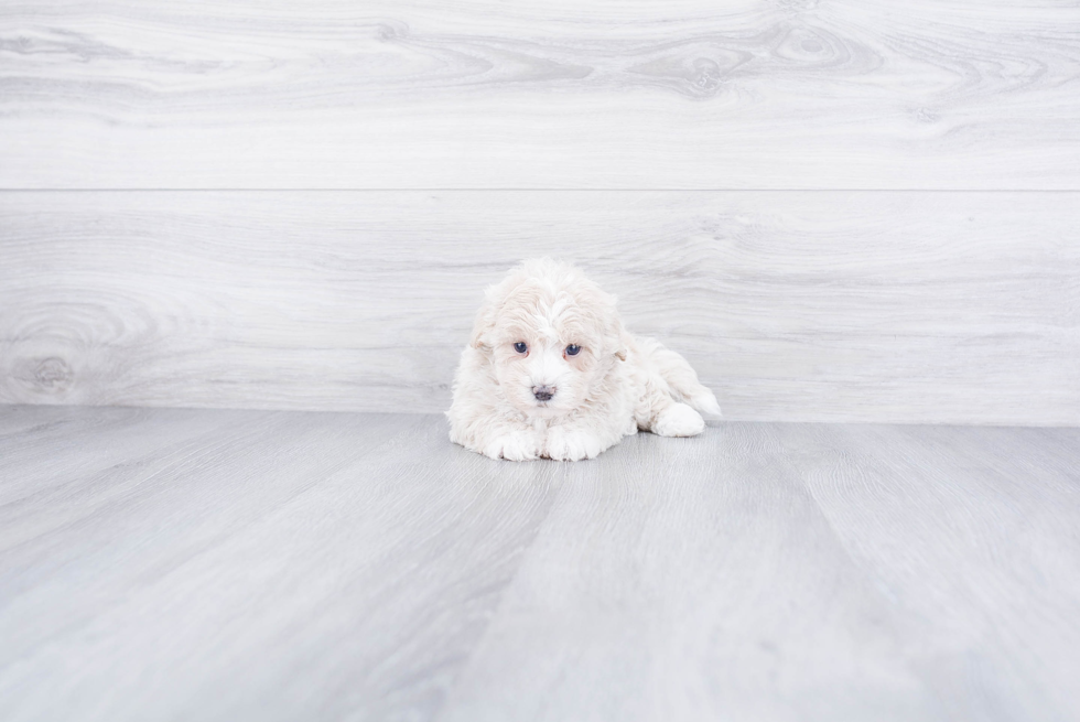 Best Maltipoo Baby