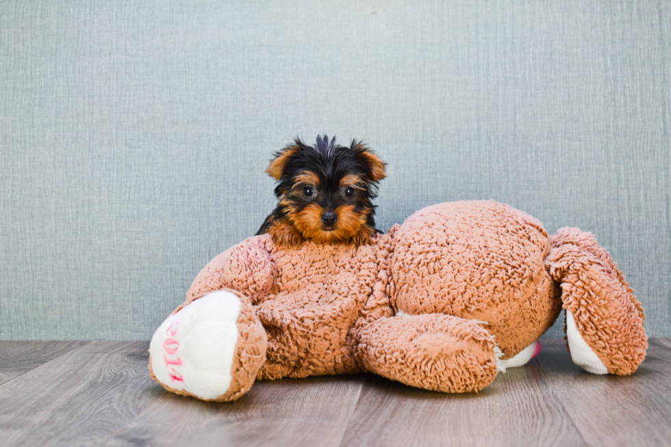 Meet Timmy - our Yorkshire Terrier Puppy Photo 