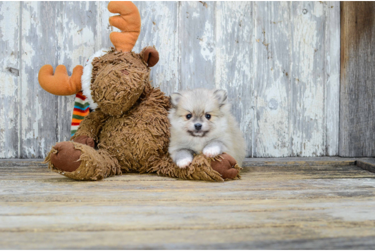 Funny Pomeranian Purebred Pup