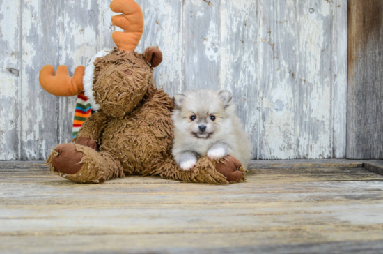 Funny Pomeranian Purebred Pup