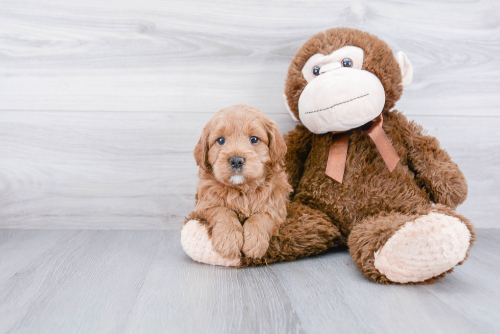 Little Cockerpoo Poodle Mix Puppy