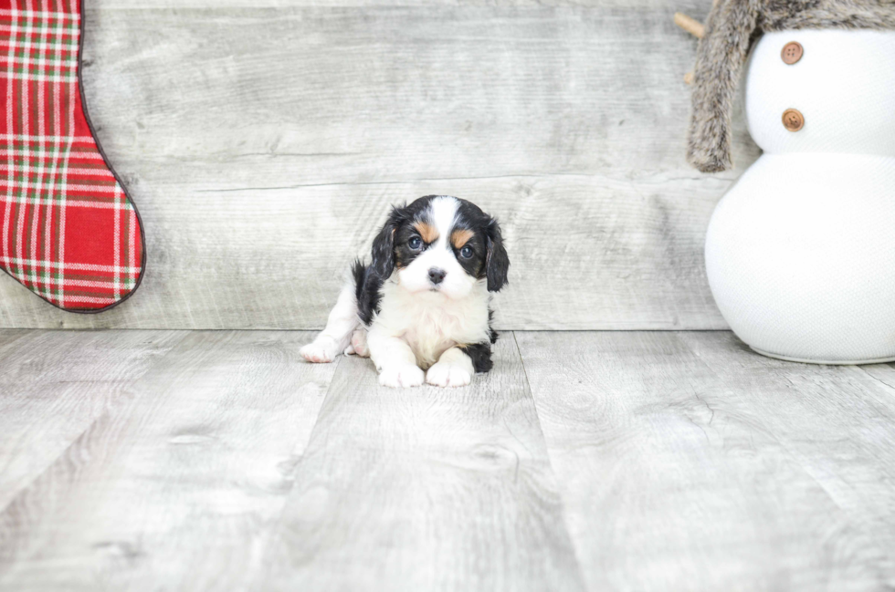 Best Cavalier King Charles Spaniel Baby