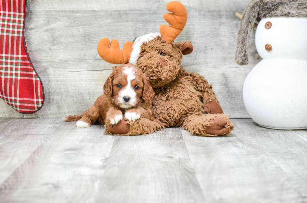 Cavapoo Pup Being Cute