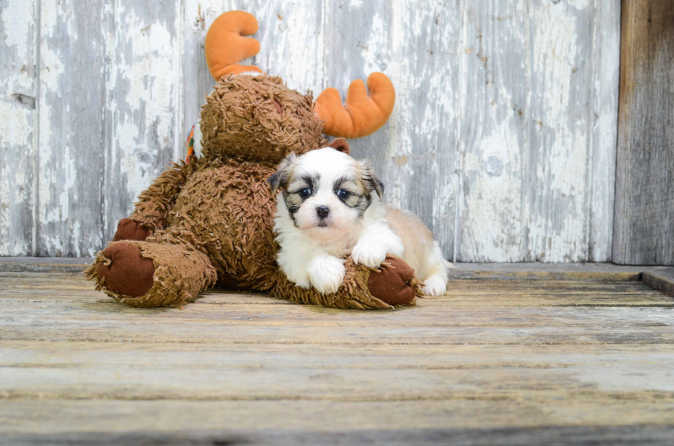 Teddy Bear Puppy for Adoption