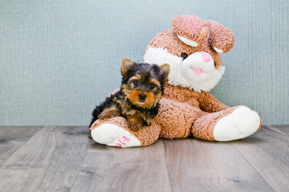 Meet Tinkerbell - our Yorkshire Terrier Puppy Photo 