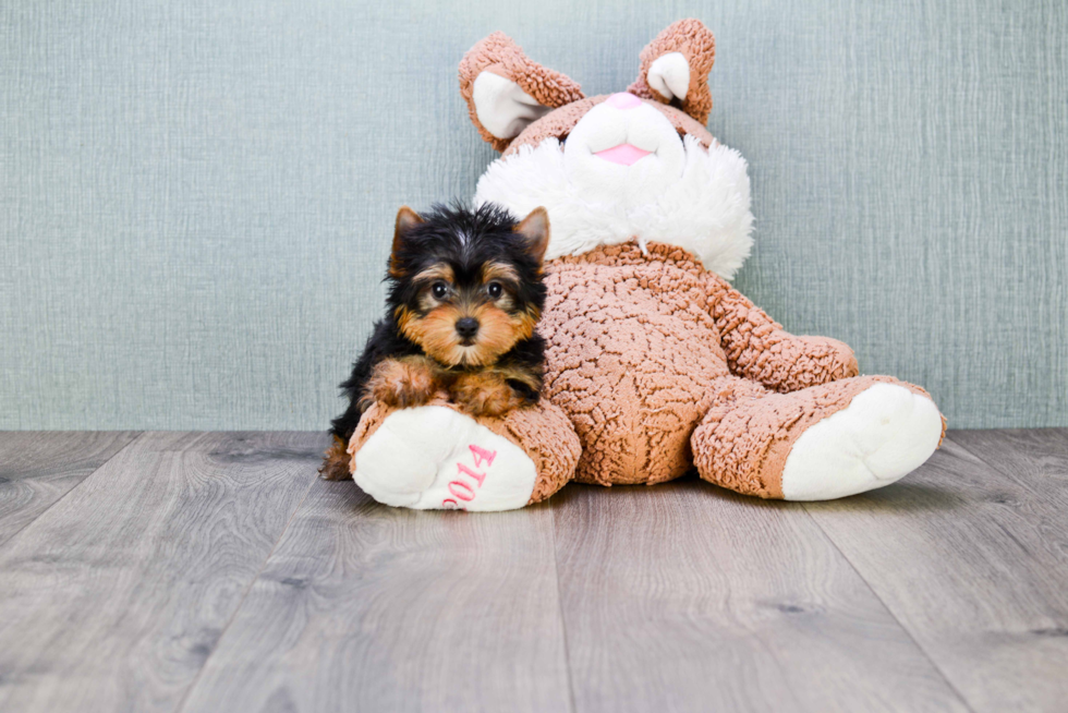 Meet Avery - our Yorkshire Terrier Puppy Photo 