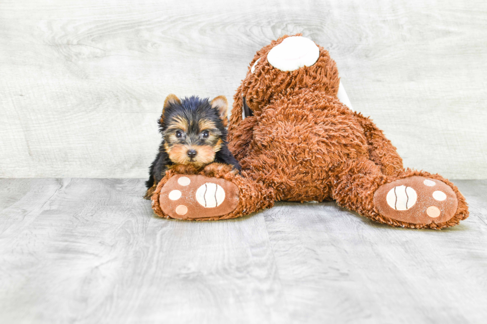 Meet Victoria - our Yorkshire Terrier Puppy Photo 