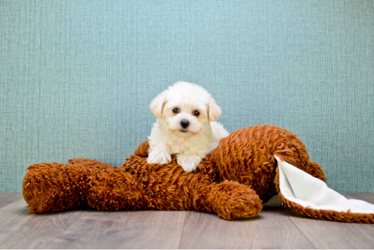 Best Maltipoo Baby