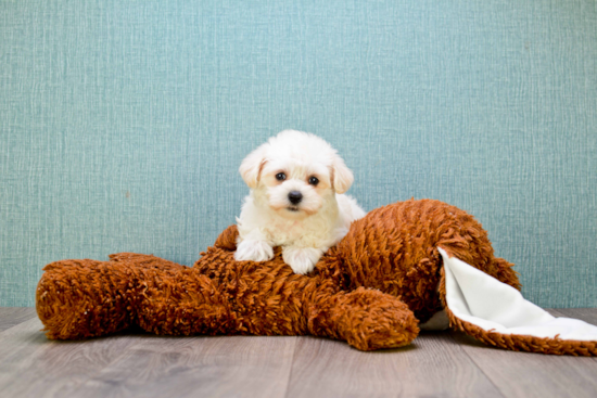 Best Maltipoo Baby