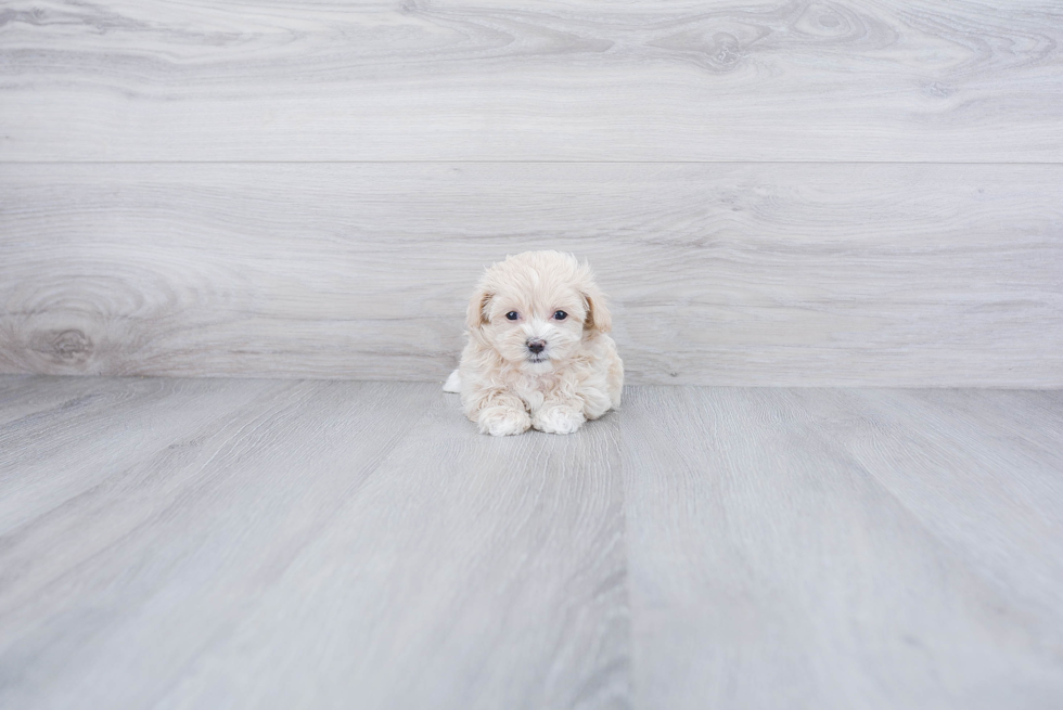 Little Maltepoo Poodle Mix Puppy