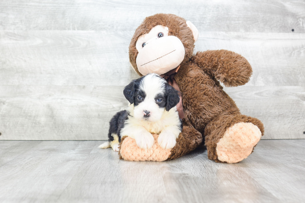 Best Mini Bernedoodle Baby