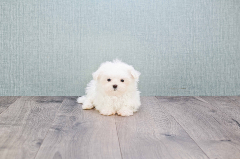 Little Maltese Baby