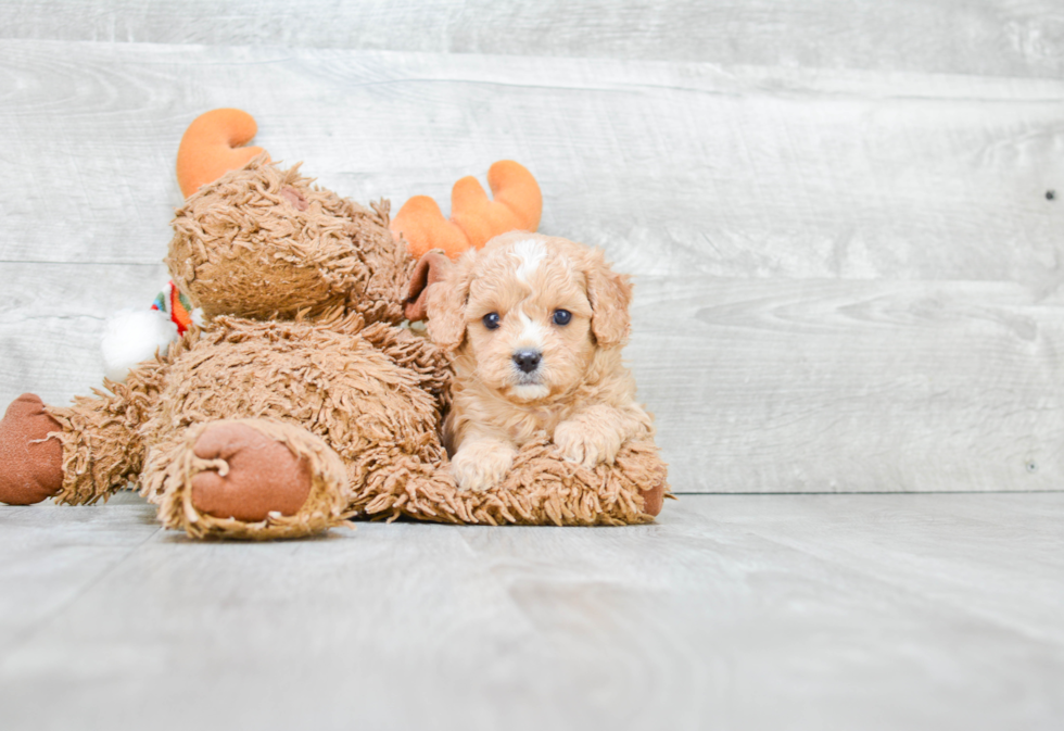 Cavapoo Puppy for Adoption