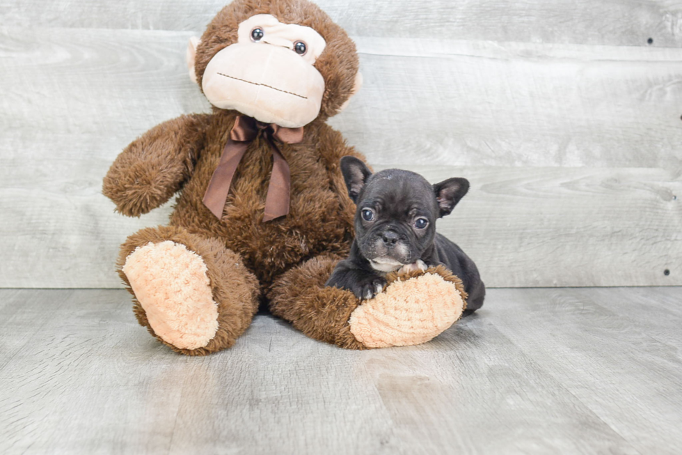 Best French Bulldog Baby