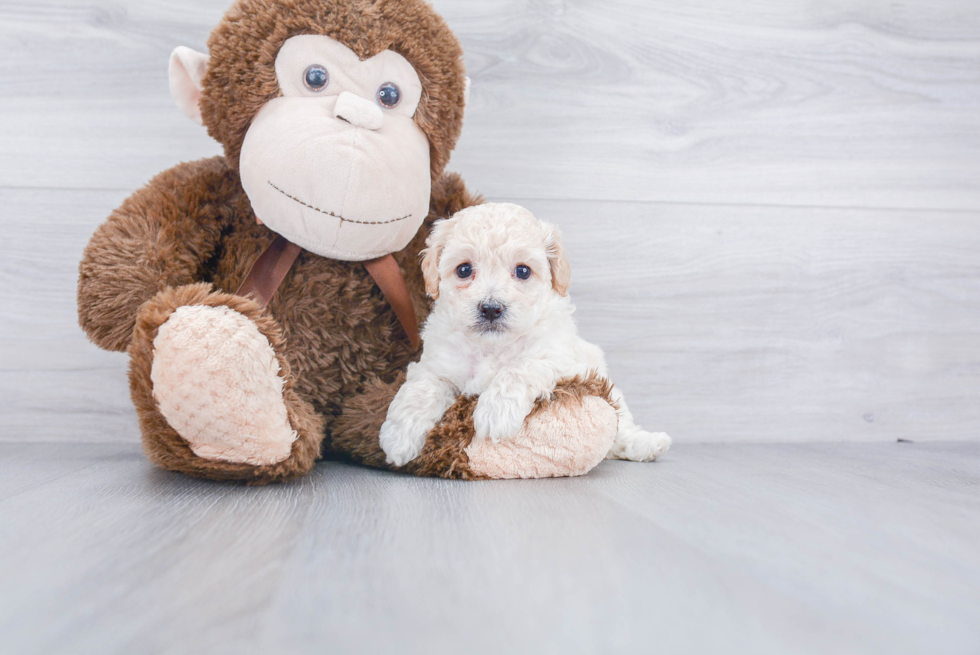 Playful Bichpoo Poodle Mix Puppy