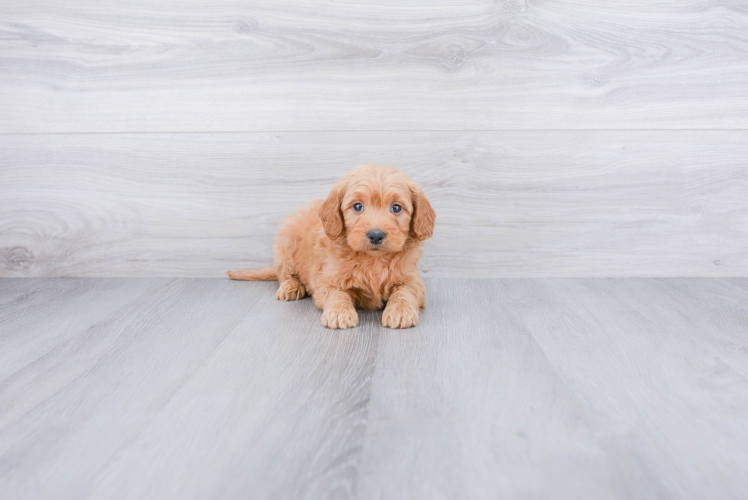 Energetic Golden Retriever Poodle Mix Puppy