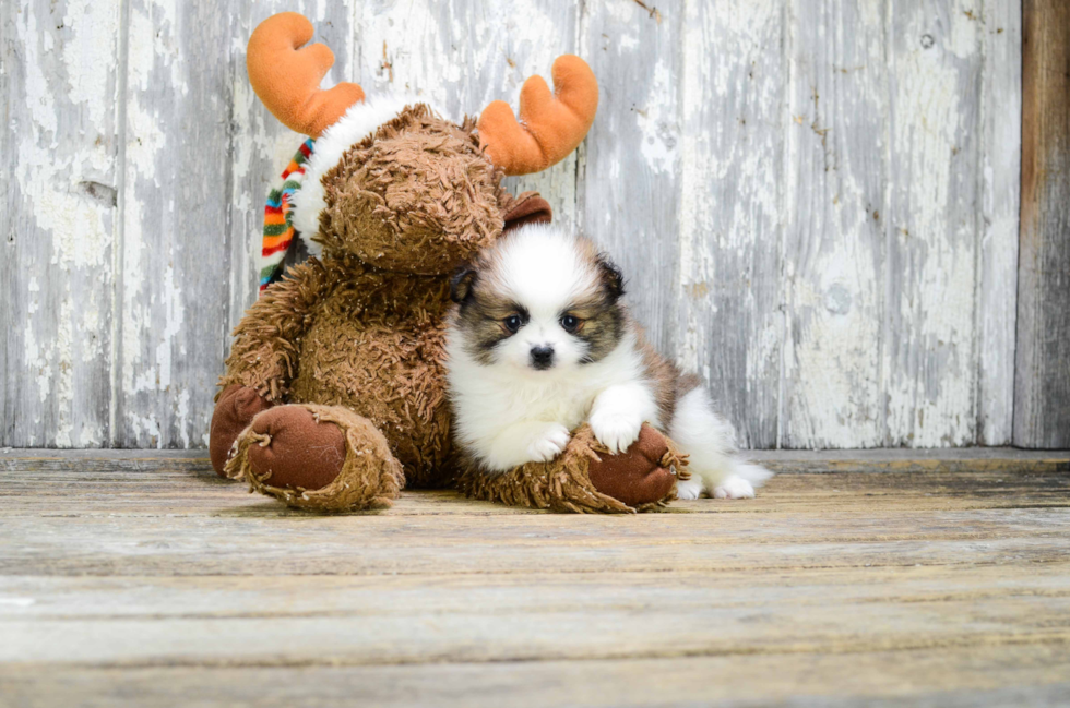 Energetic Pomeranian Purebred Puppy