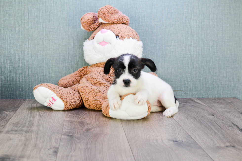 French Bulldog Puppy for Adoption