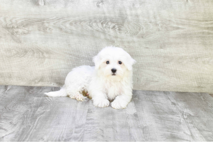 Maltipoo Pup Being Cute