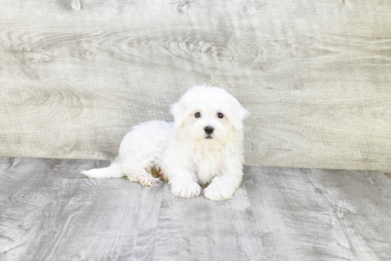 Maltipoo Pup Being Cute