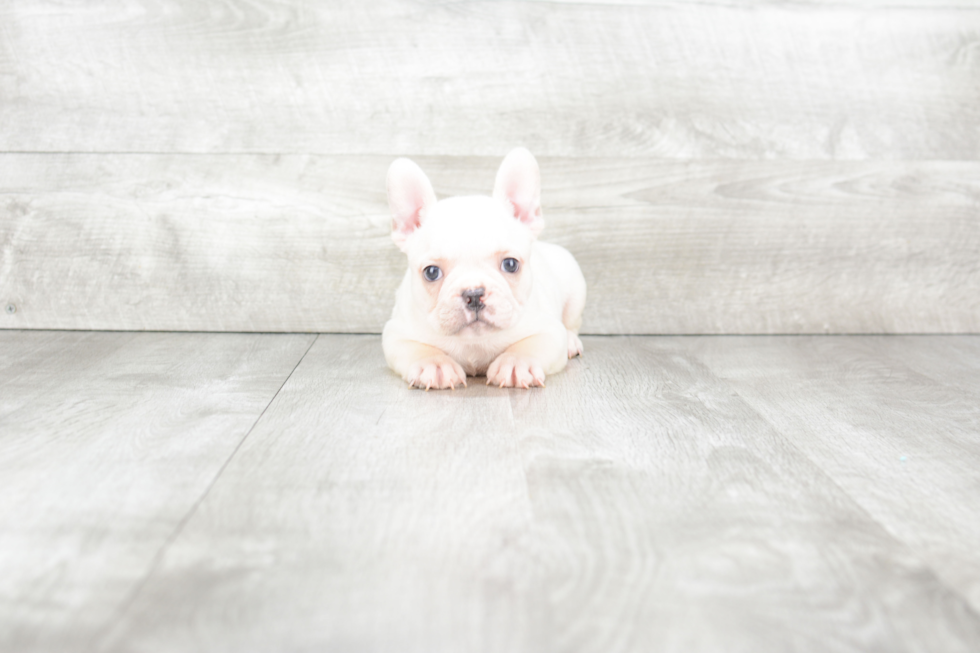 Best French Bulldog Baby