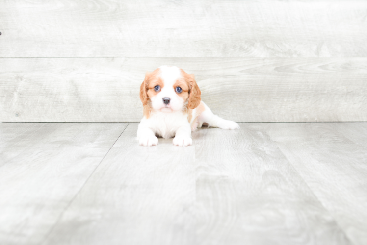 Best Cavalier King Charles Spaniel Baby