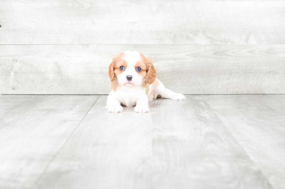 Best Cavalier King Charles Spaniel Baby