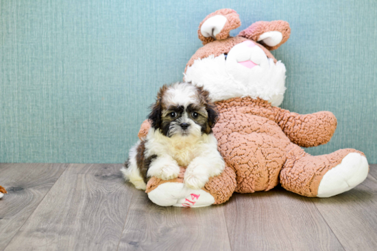 Teddy Bear Pup Being Cute