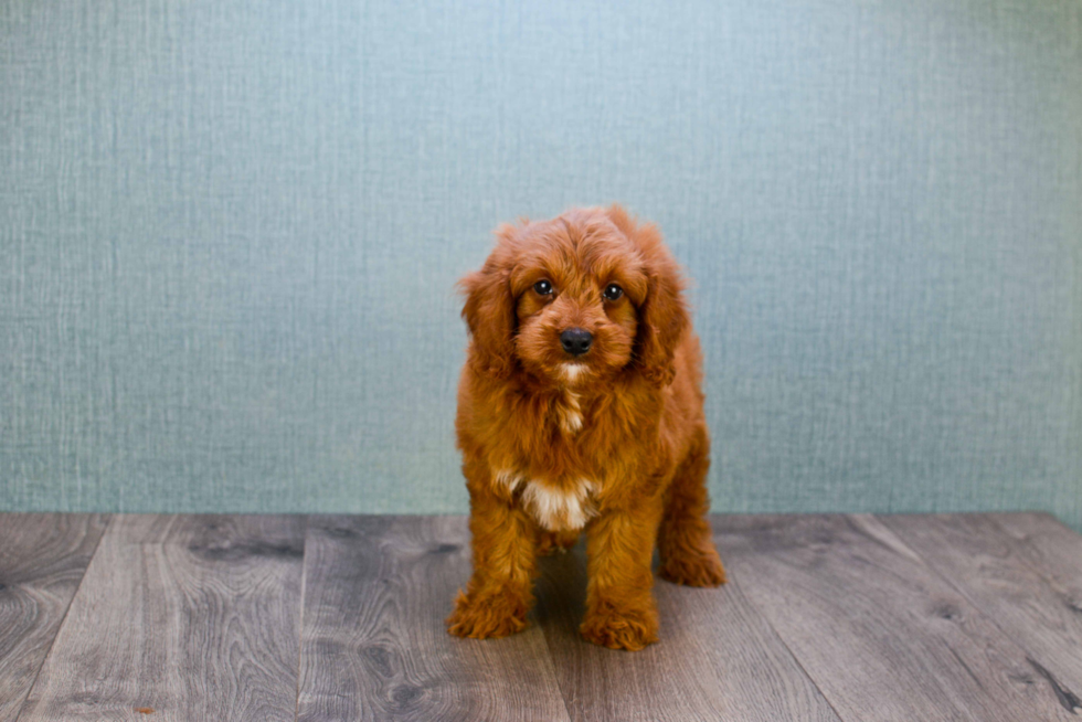 Funny Mini Goldendoodle Poodle Mix Pup